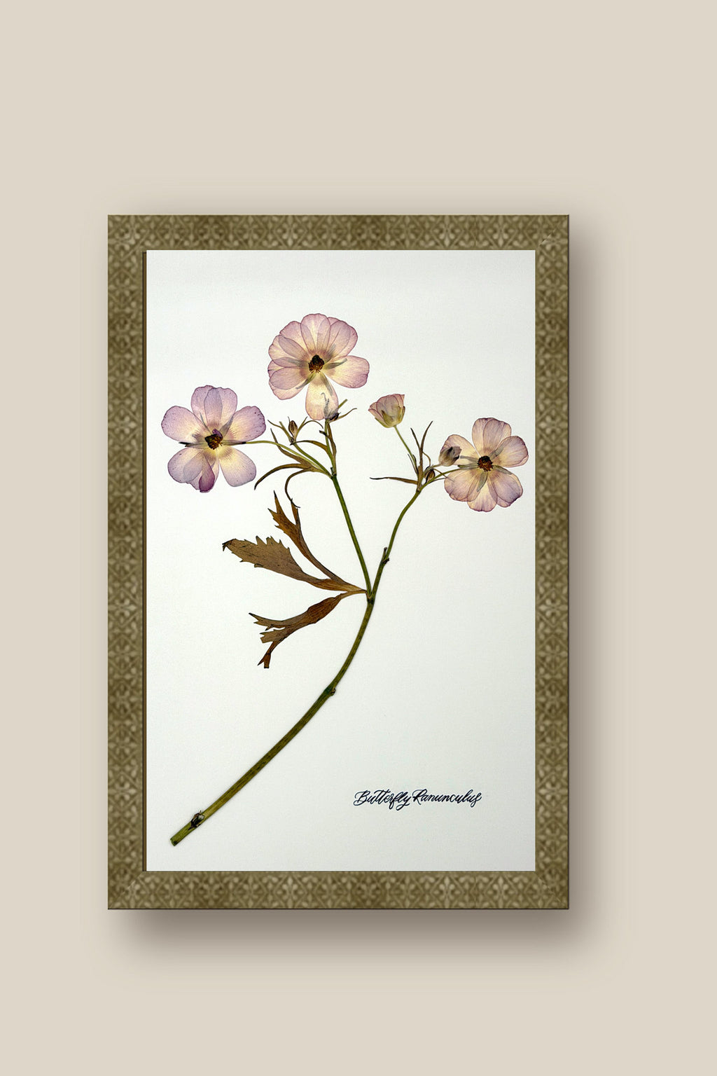 Butterfly Ranunculus Stem Framed