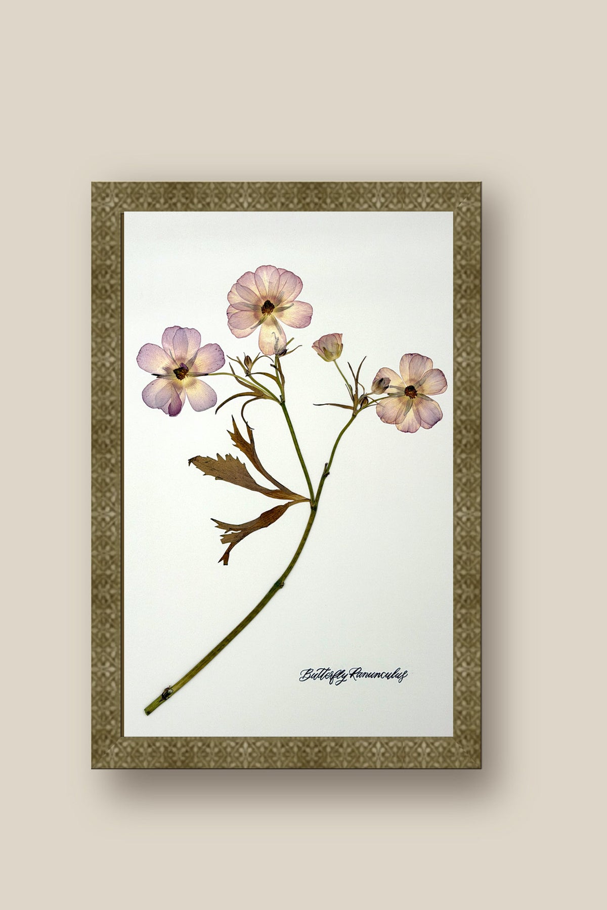 Butterfly Ranunculus Stem Framed