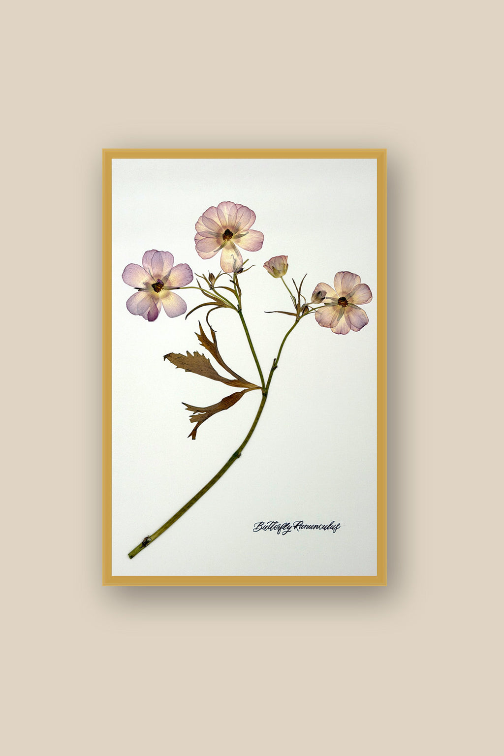 Butterfly Ranunculus Stem Framed