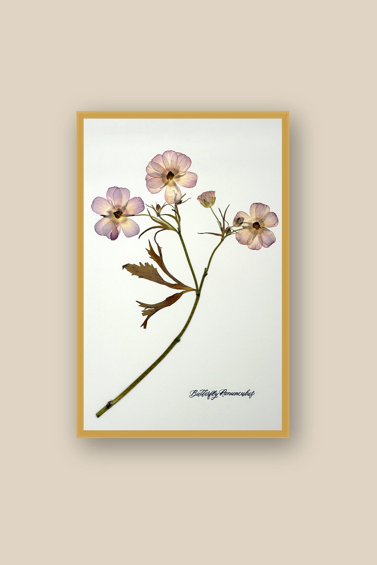 Butterfly Ranunculus Stem Framed