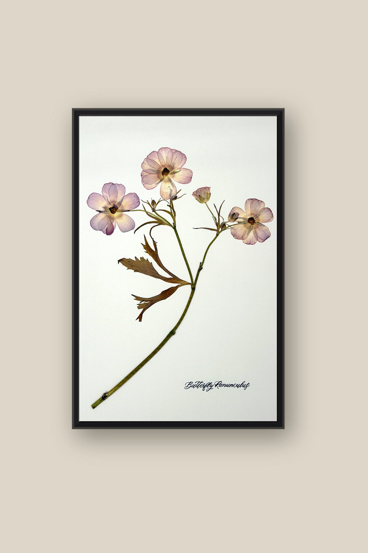 Butterfly Ranunculus Stem Framed