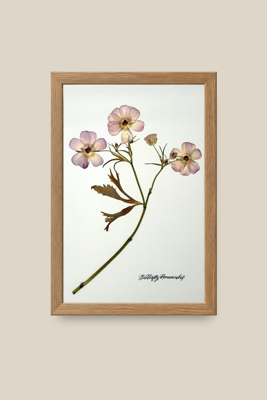 Butterfly Ranunculus Stem Framed