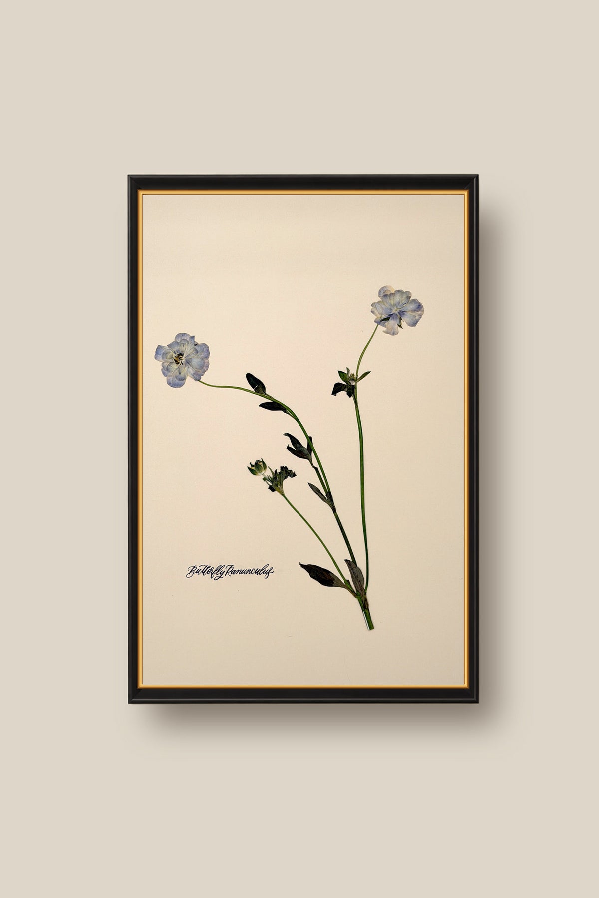Butterfly Ranunculus Stem Framed