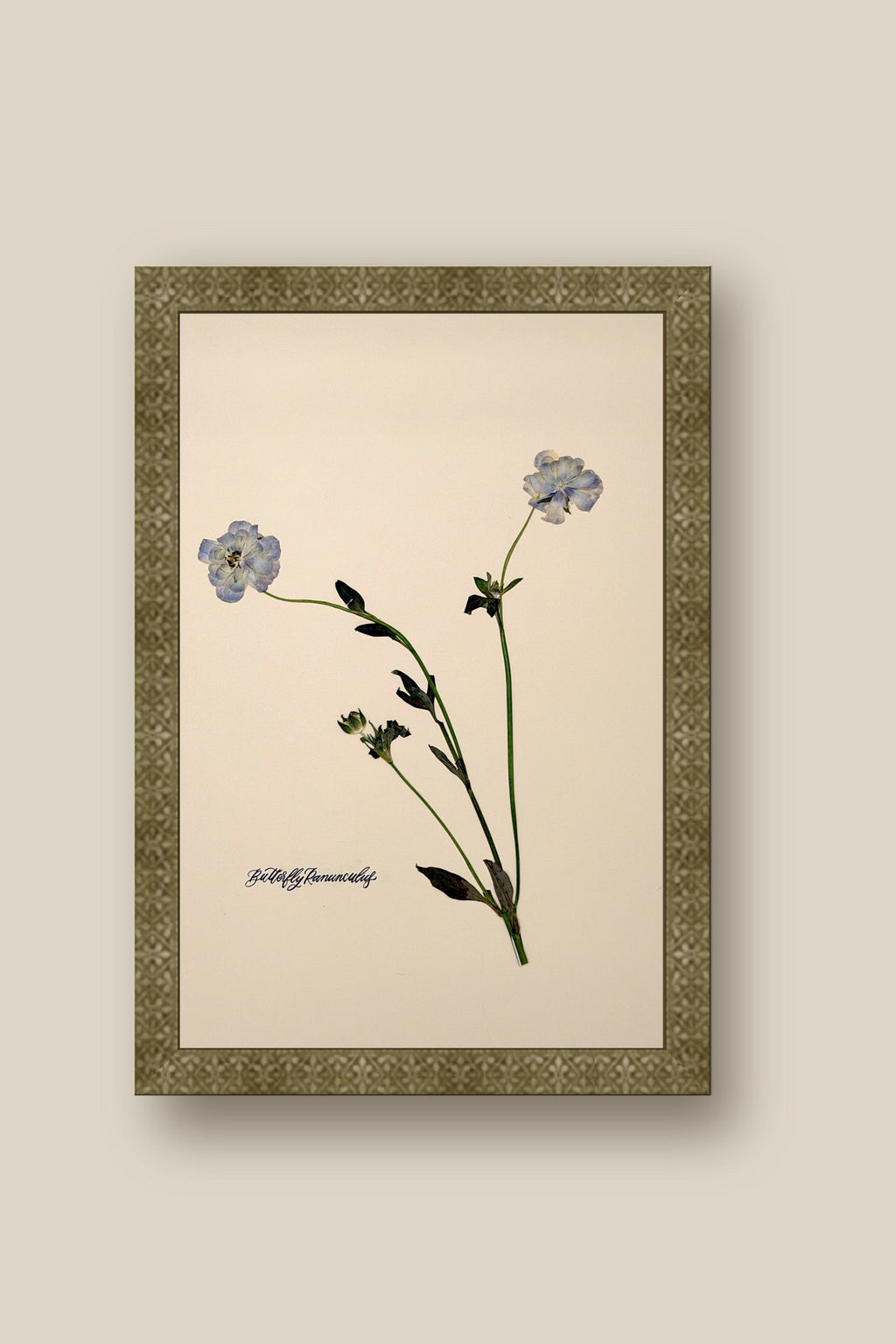 Blue Butterfly Ranunculus Framed