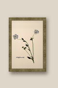 Blue Butterfly Ranunculus Framed
