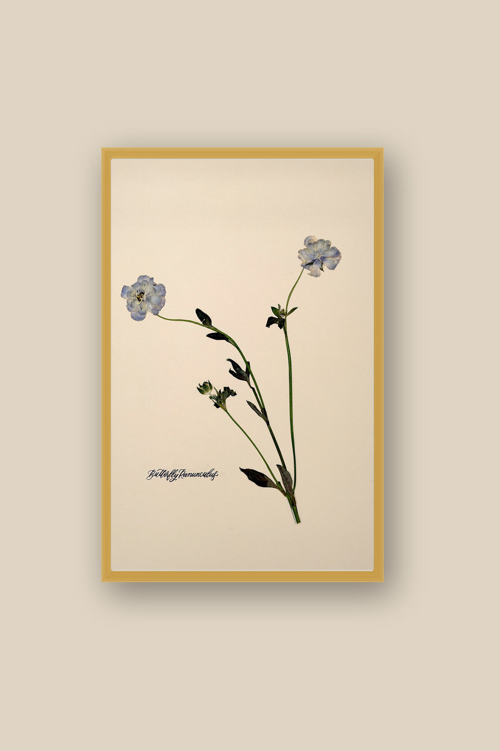 Blue Butterfly Ranunculus Framed