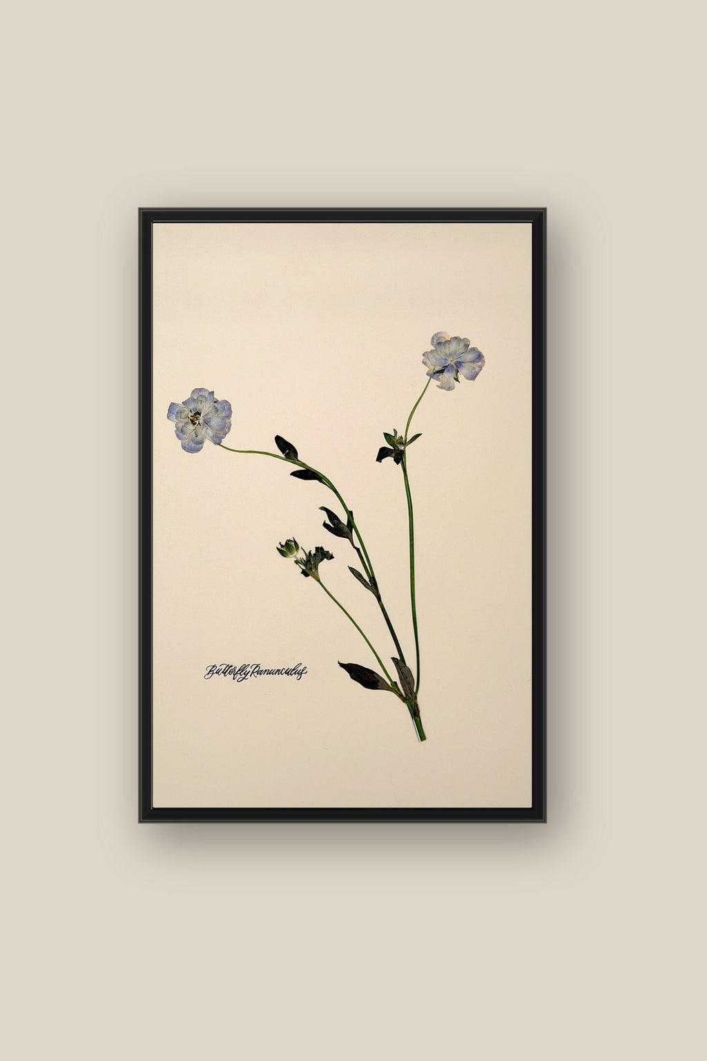 Blue Butterfly Ranunculus Framed
