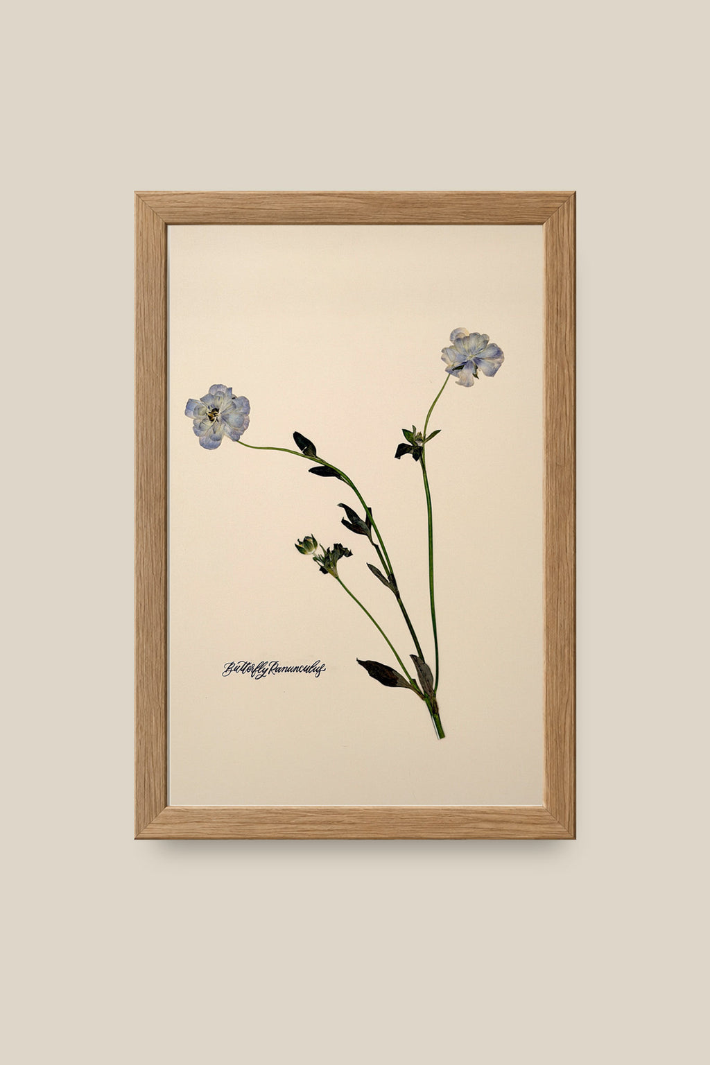 Blue Butterfly Ranunculus Framed