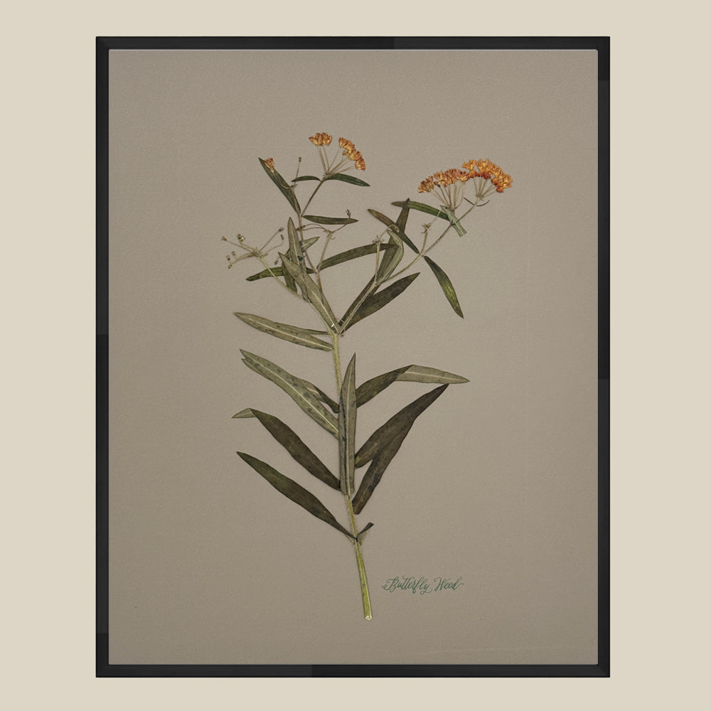 Butterfly Weed on Gray