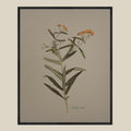 Butterfly Weed on Gray