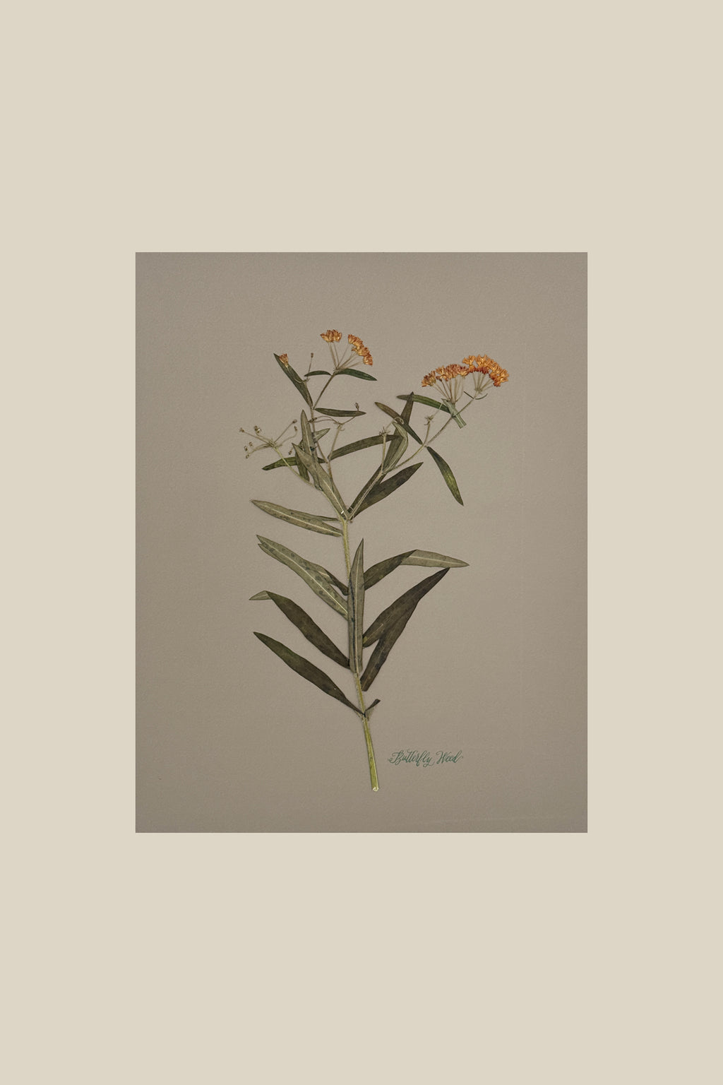 Butterfly Weed on Gray