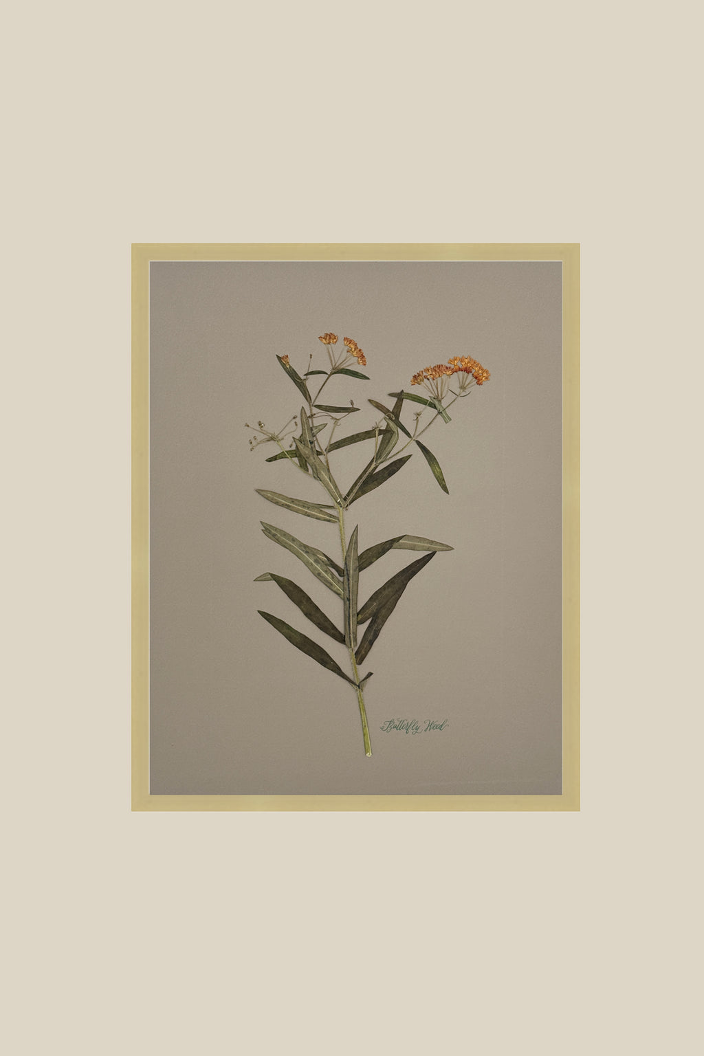Butterfly Weed on Gray