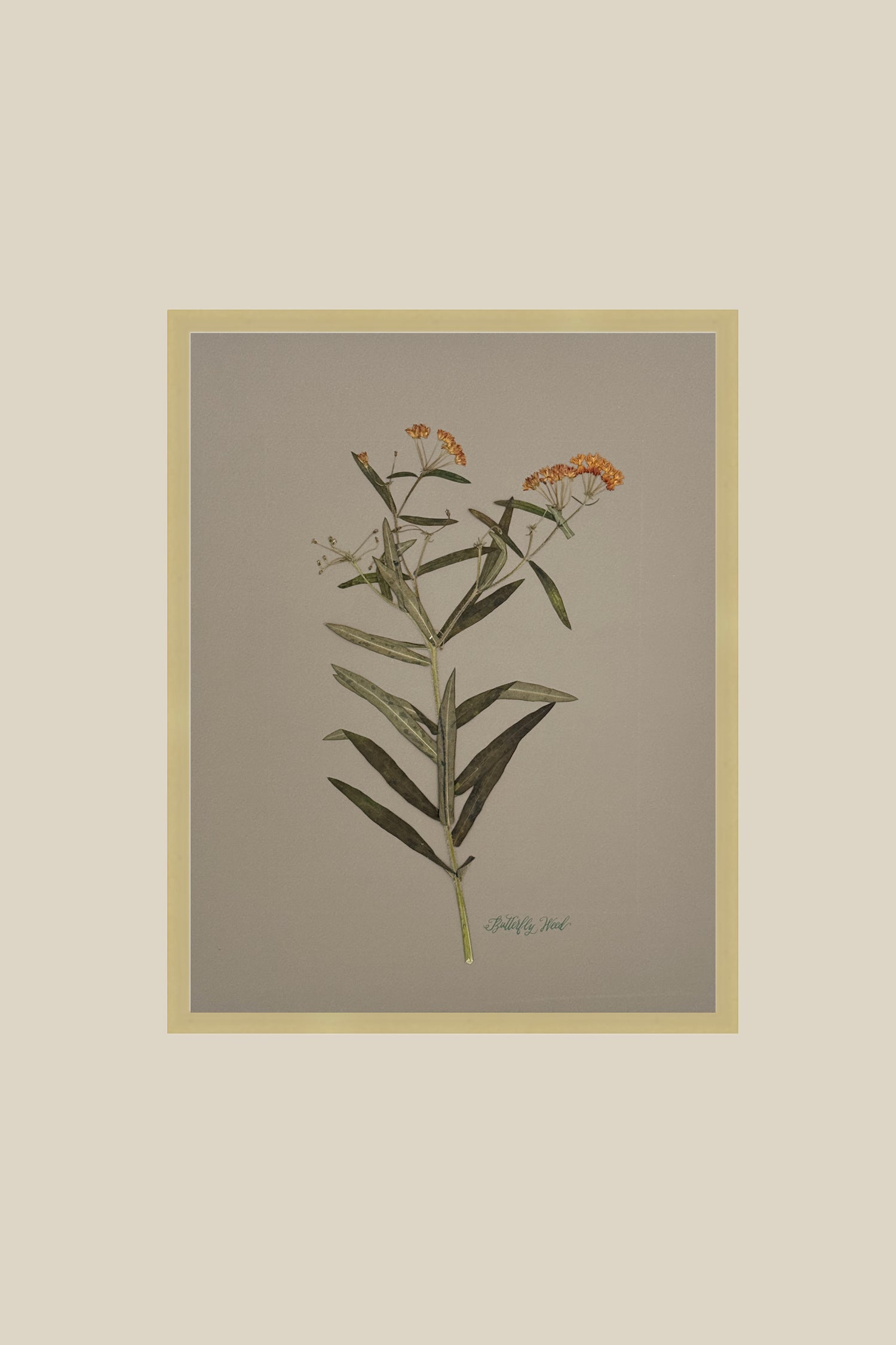 Butterfly Weed on Gray