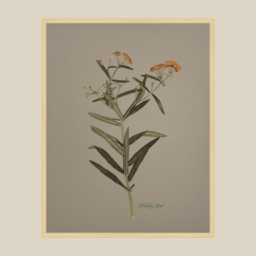 Butterfly Weed on Gray
