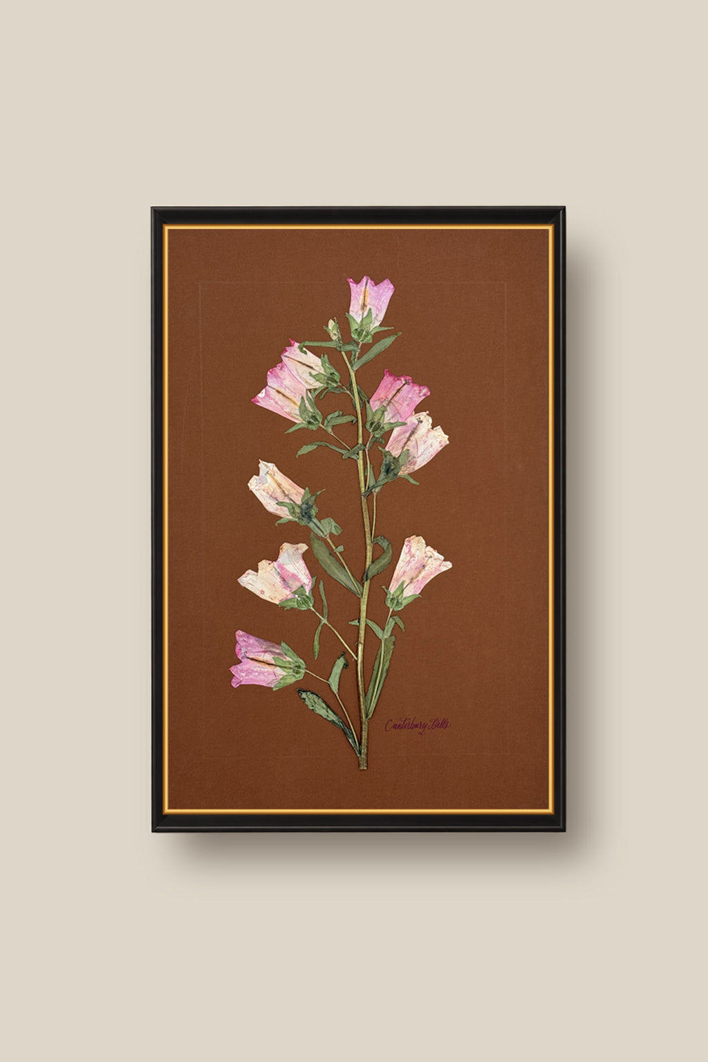 Pink Canterbury Bells Framed
