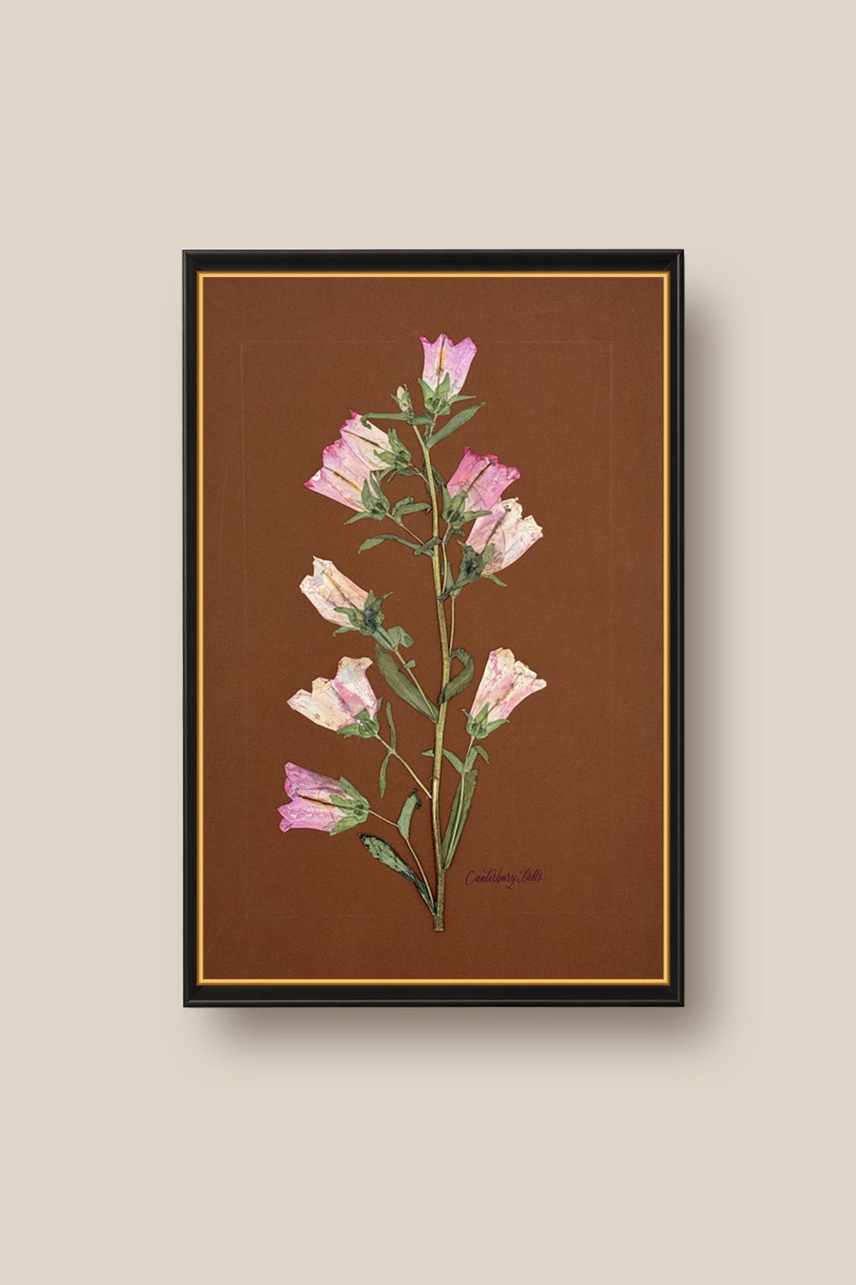 Pink Canterbury Bells Framed