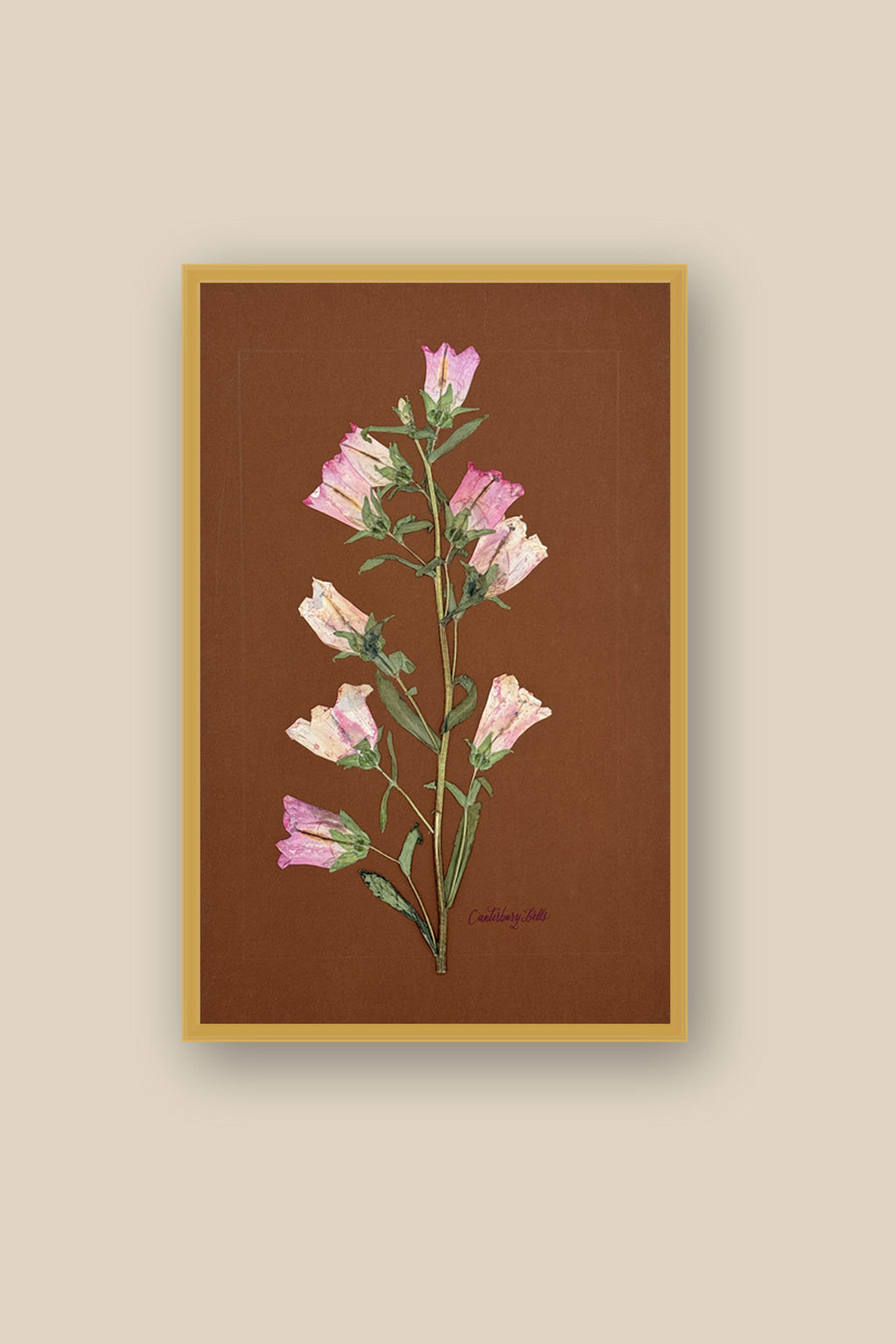 Pink Canterbury Bells Framed