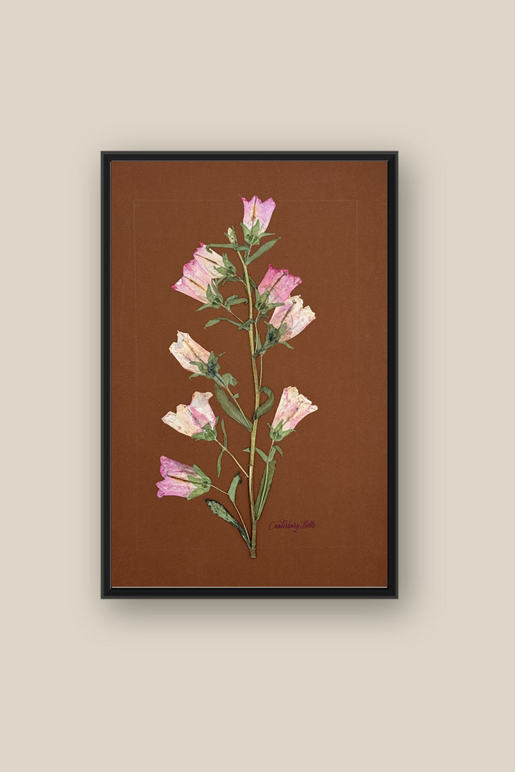 Pink Canterbury Bells Framed