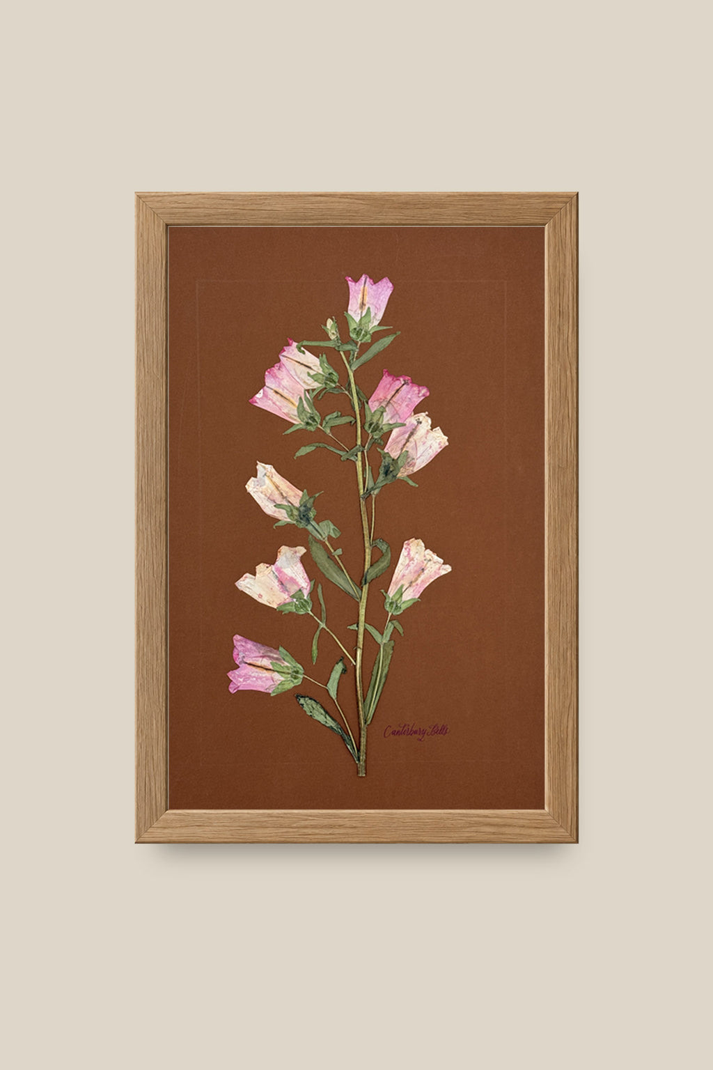 Pink Canterbury Bells Framed