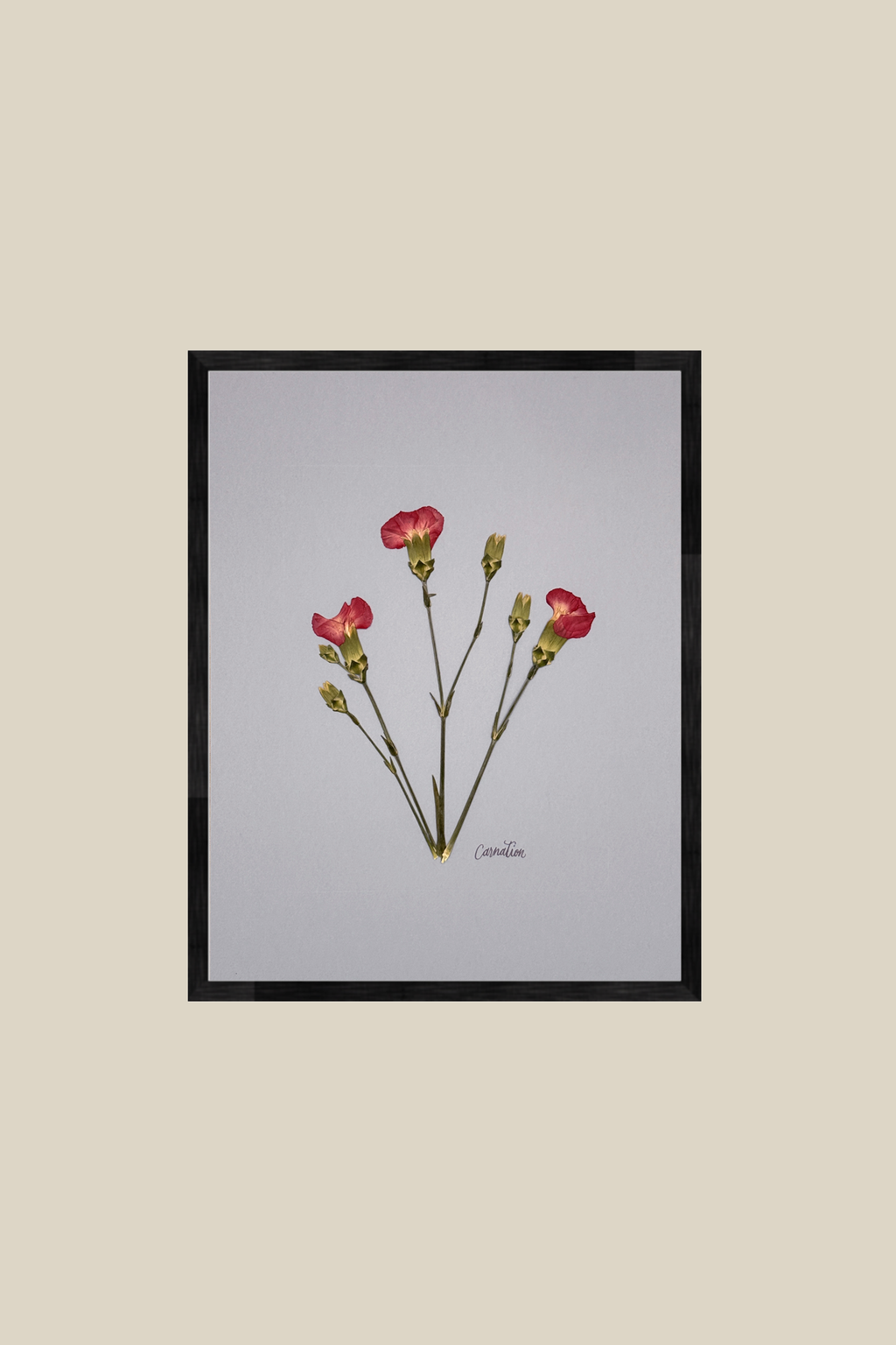 Carnations on Light Blue