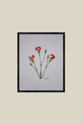 Carnations on Light Blue