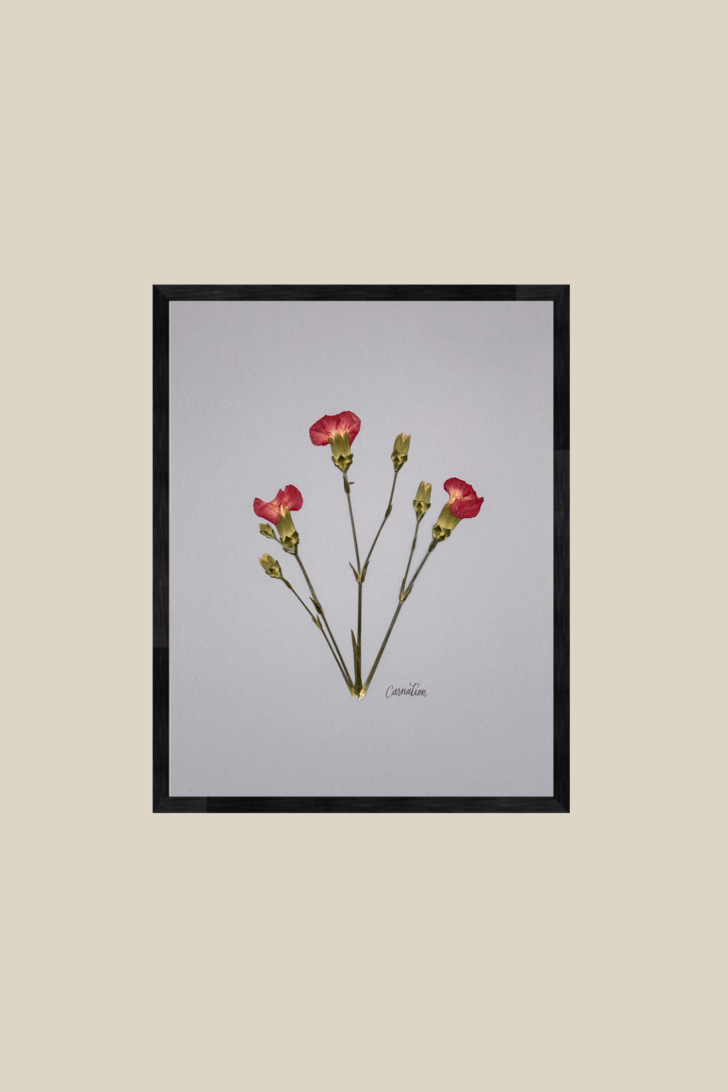 Carnations on Light Blue