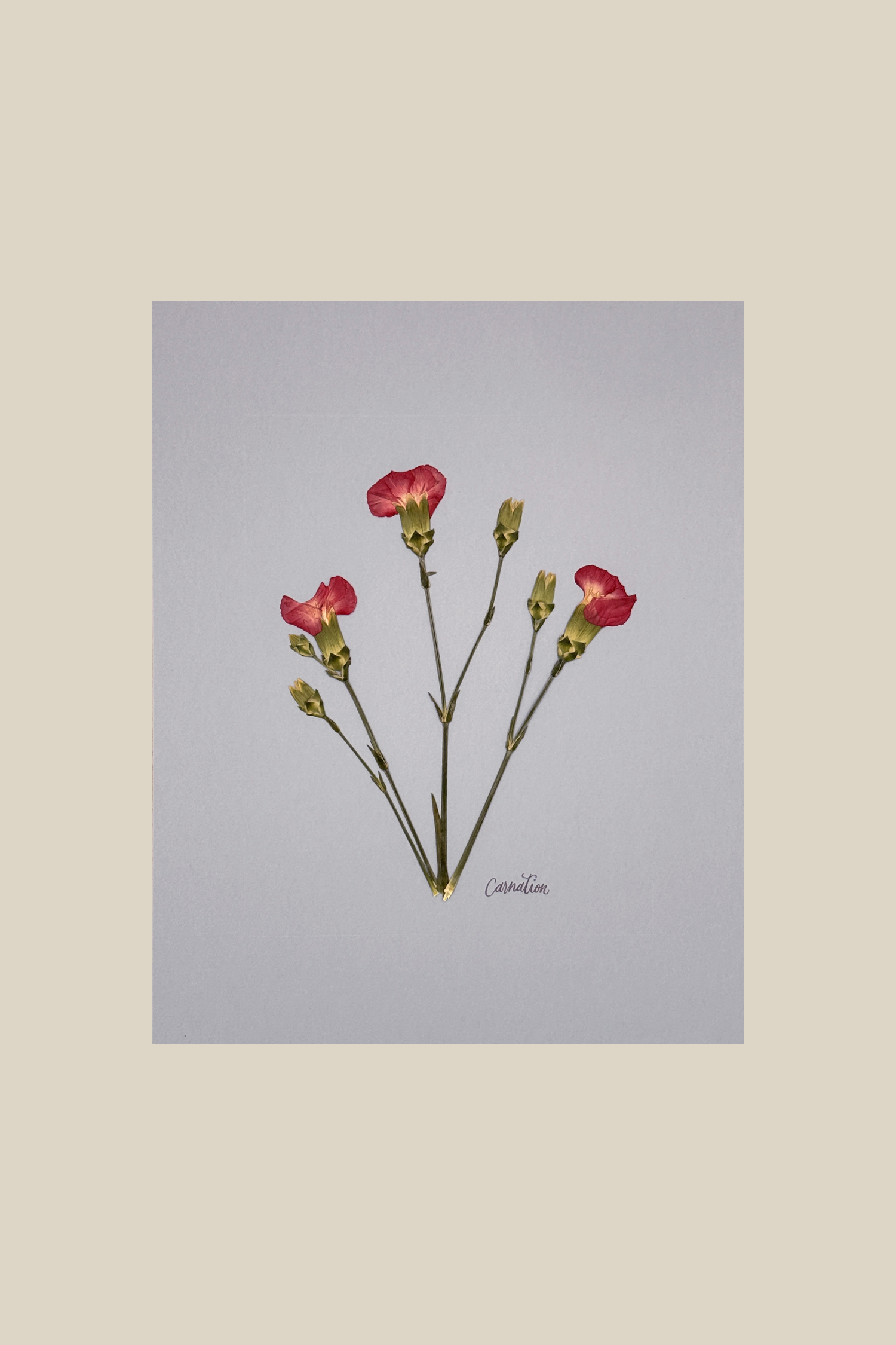 Carnations on Light Blue