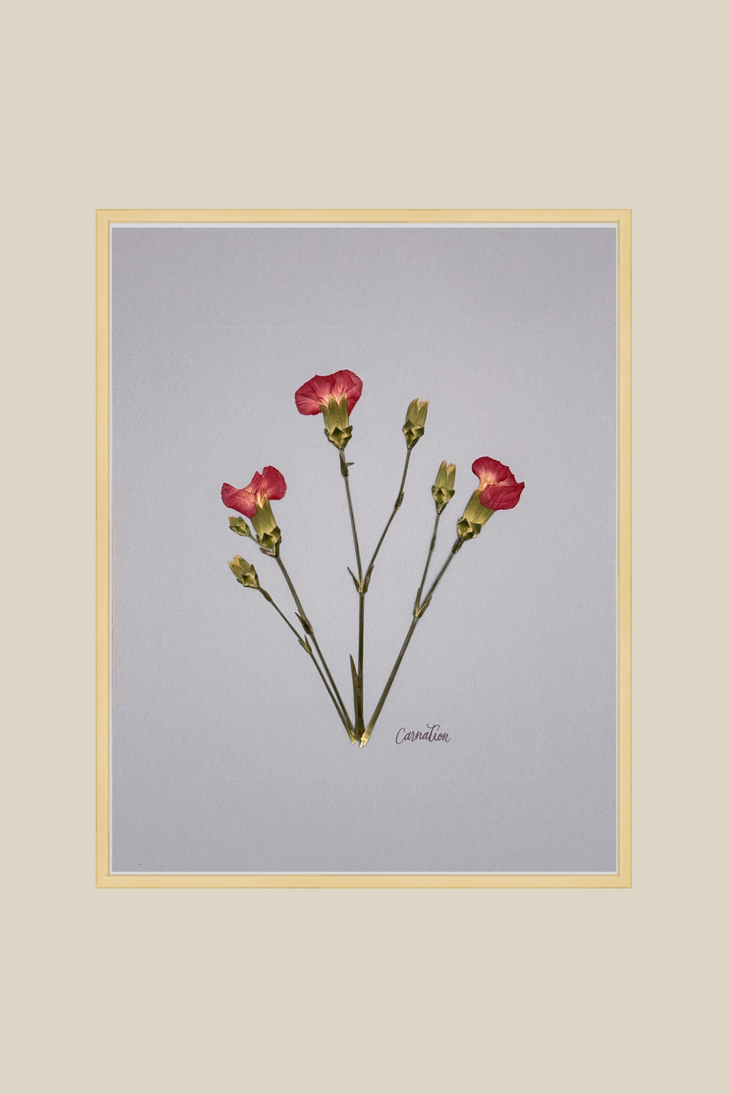 Carnations on Light Blue