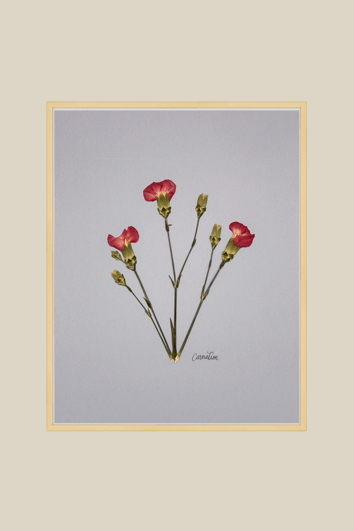 Carnations on Light Blue