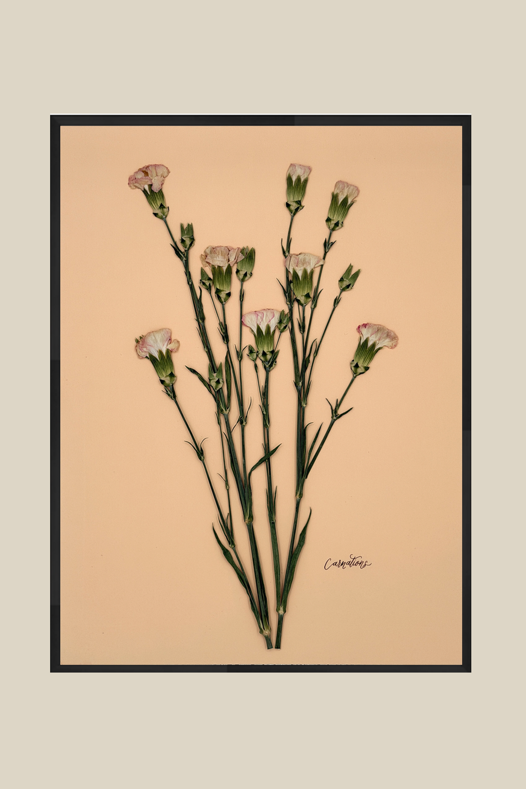 Carnations on Peach