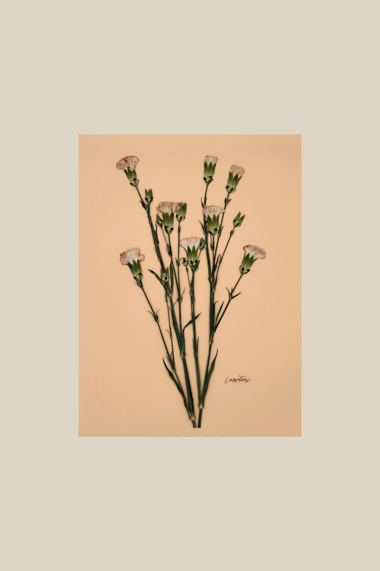 Carnations on Peach