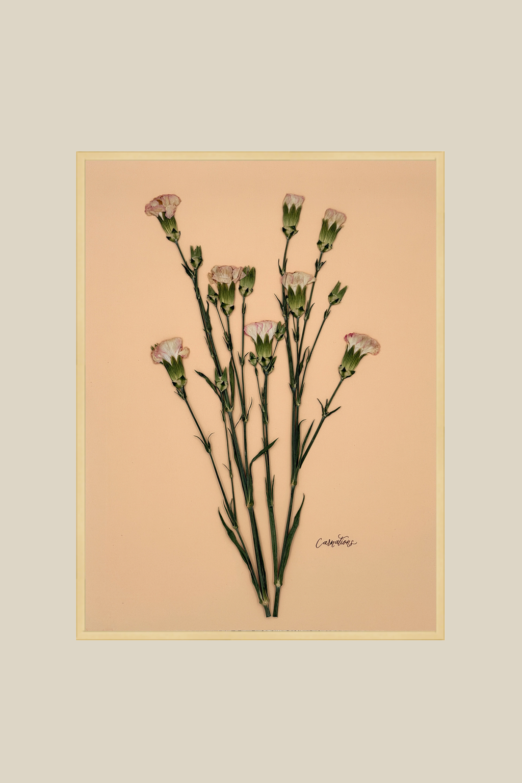 Carnations on Peach