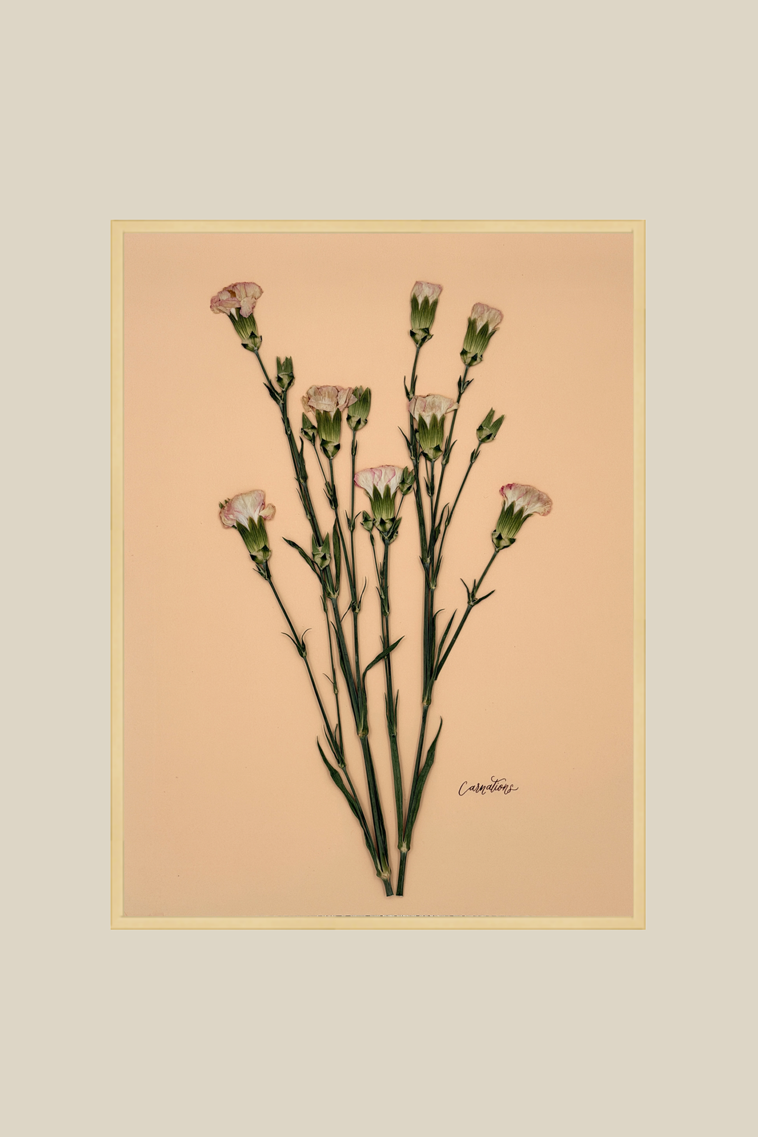 Carnations on Peach