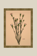Carnations on Peach