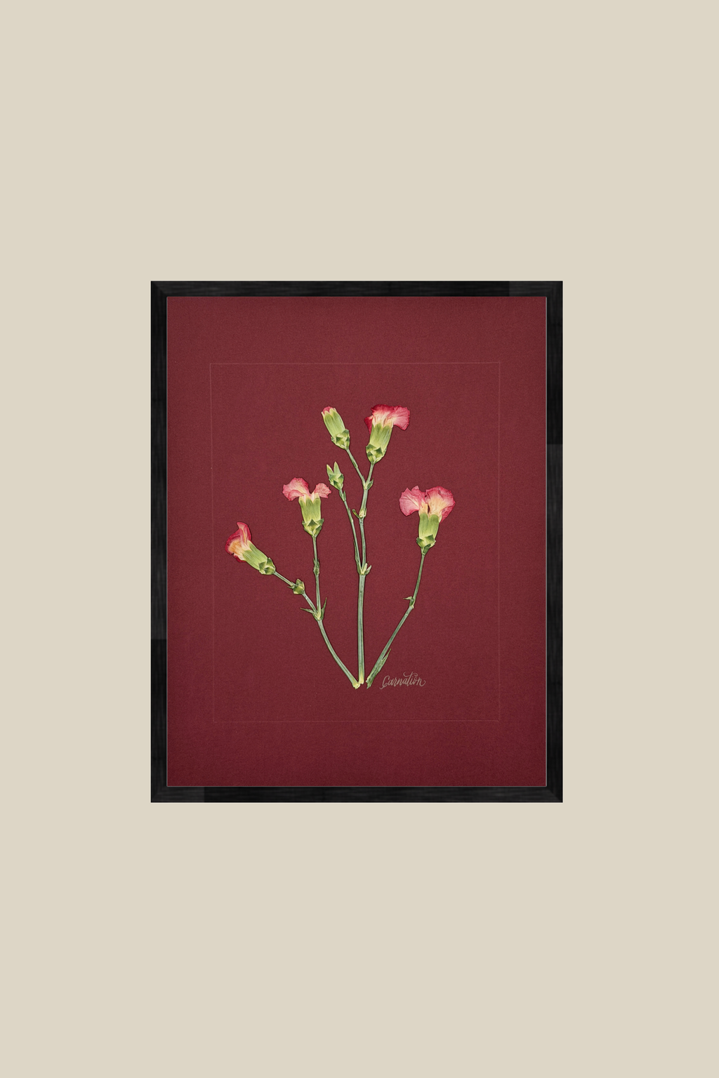 Carnations on Red