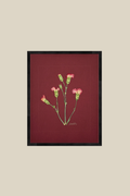 Carnations on Red