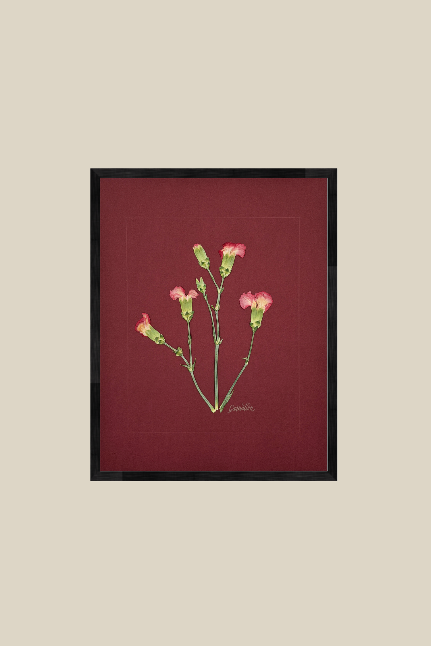 Carnations on Red