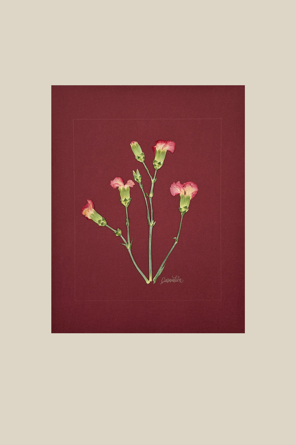 Carnations on Red
