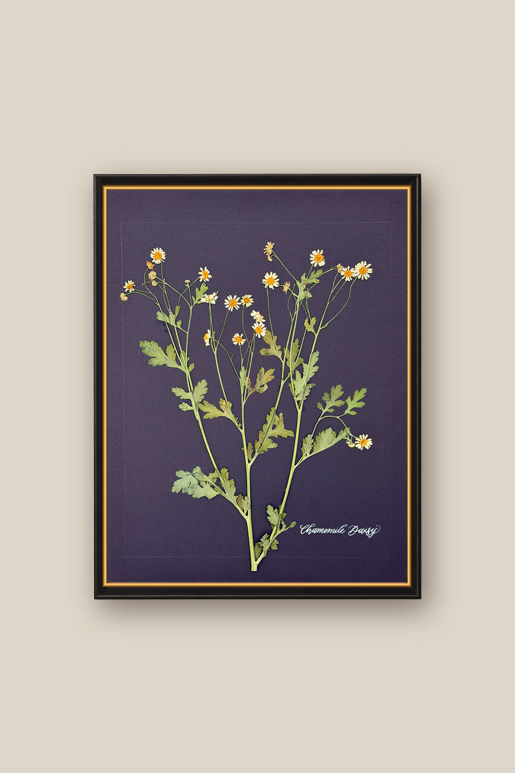 Chamomile Daisy Framed