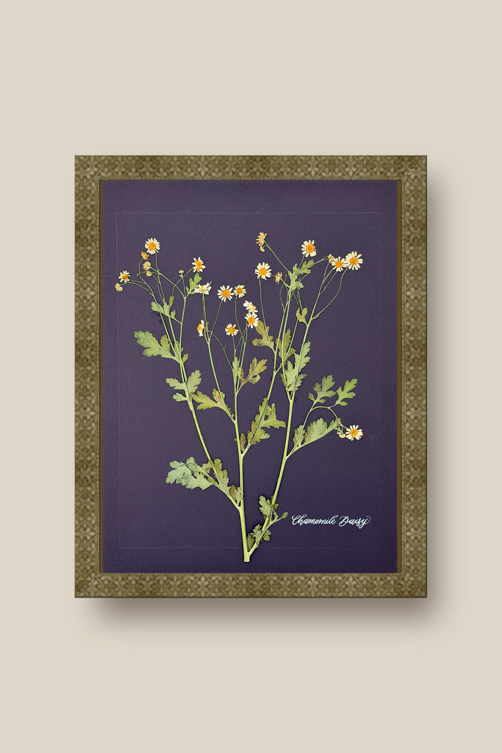Chamomile Daisy Framed