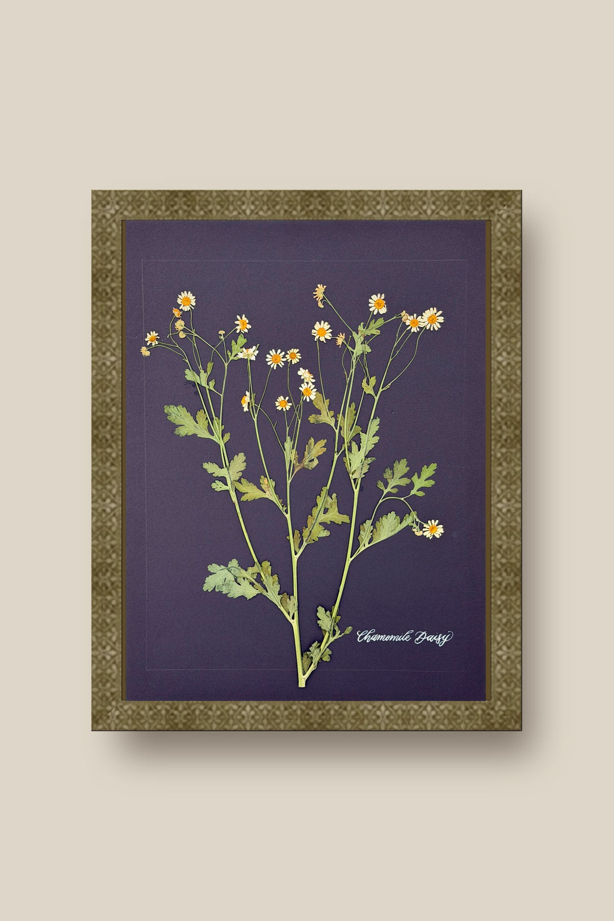 Chamomile Daisy Framed