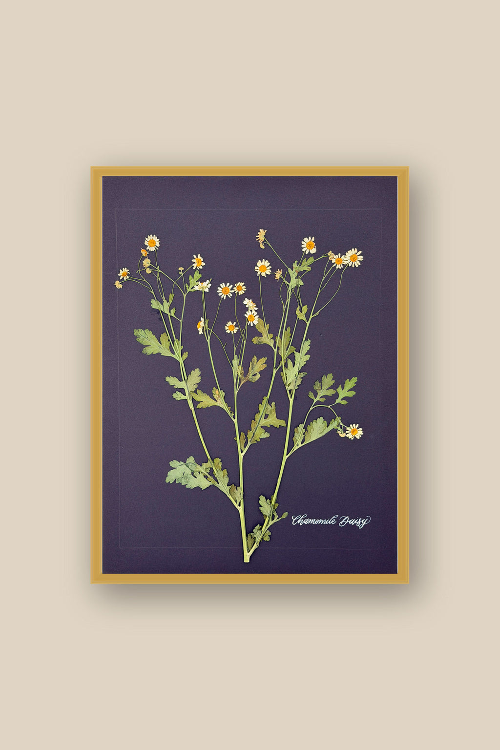Chamomile Daisy Framed
