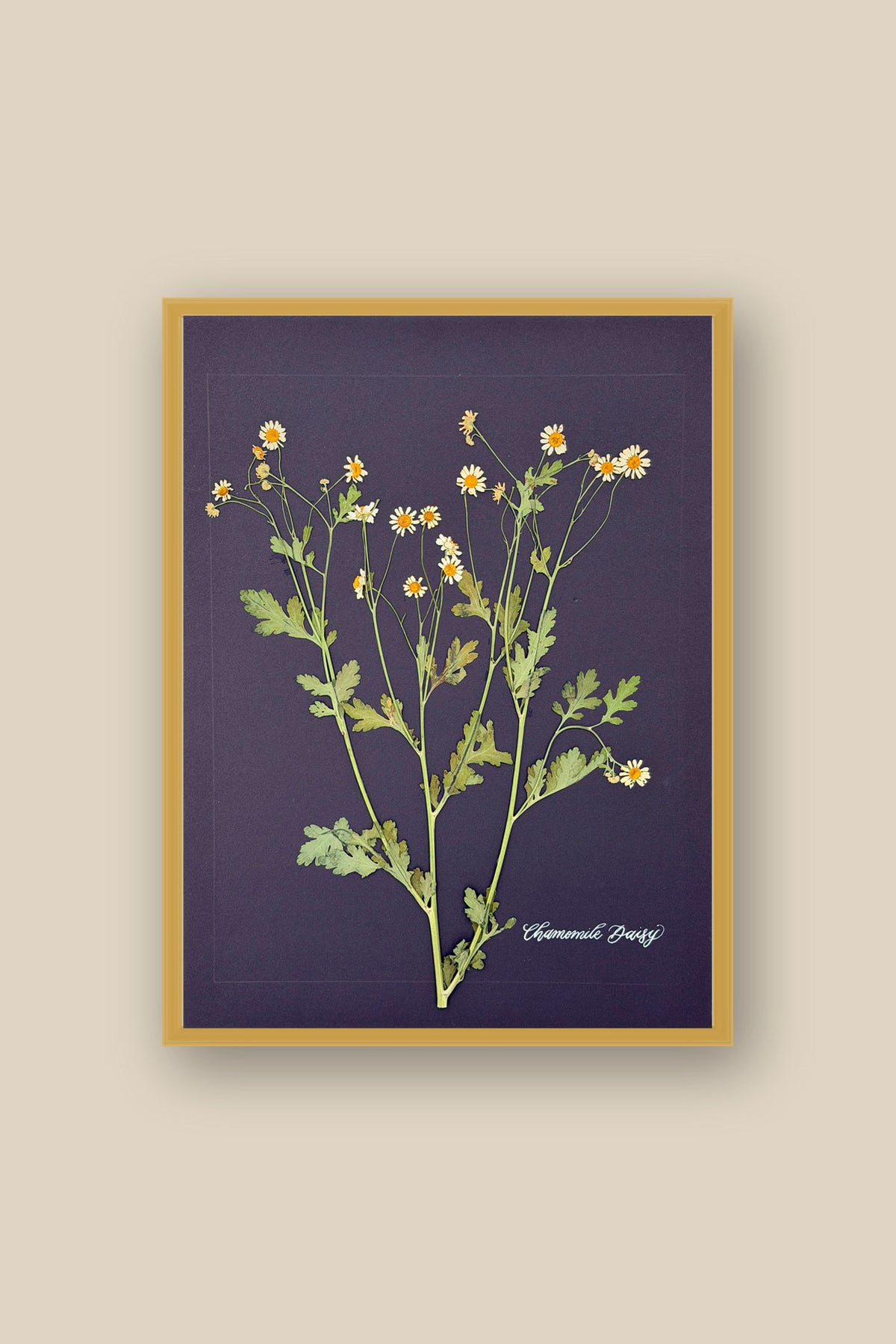 Chamomile Daisy Framed