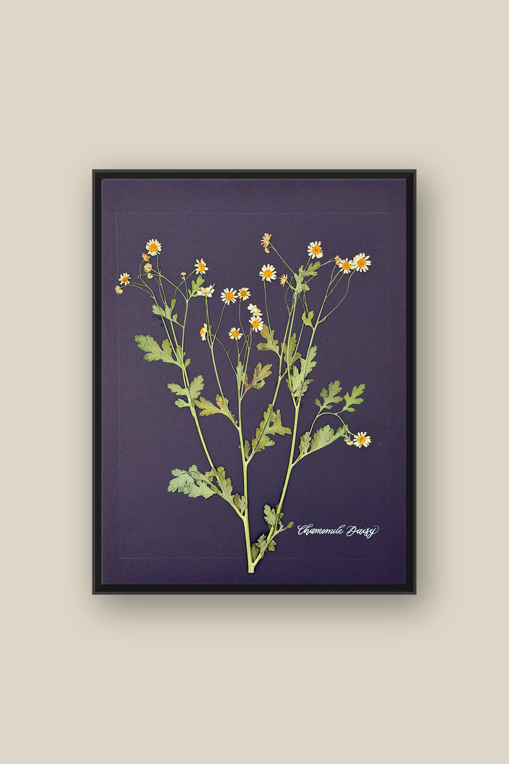 Chamomile Daisy Framed