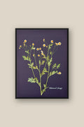 Chamomile Daisy Framed