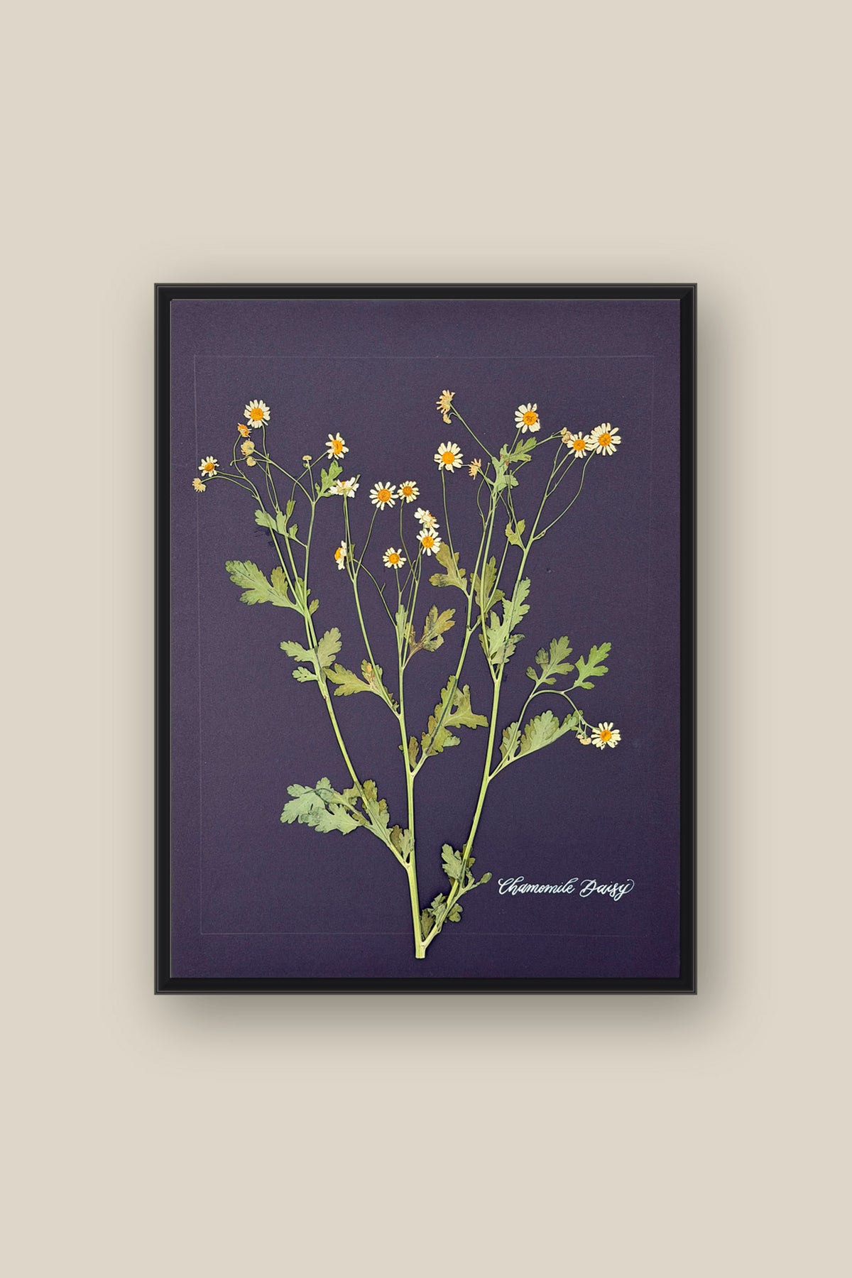Chamomile Daisy Framed