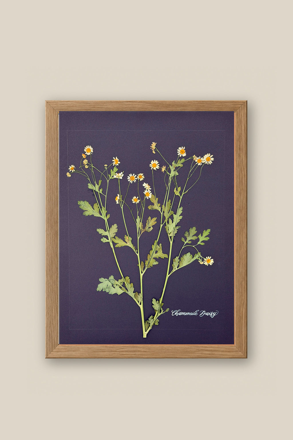 Chamomile Daisy Framed