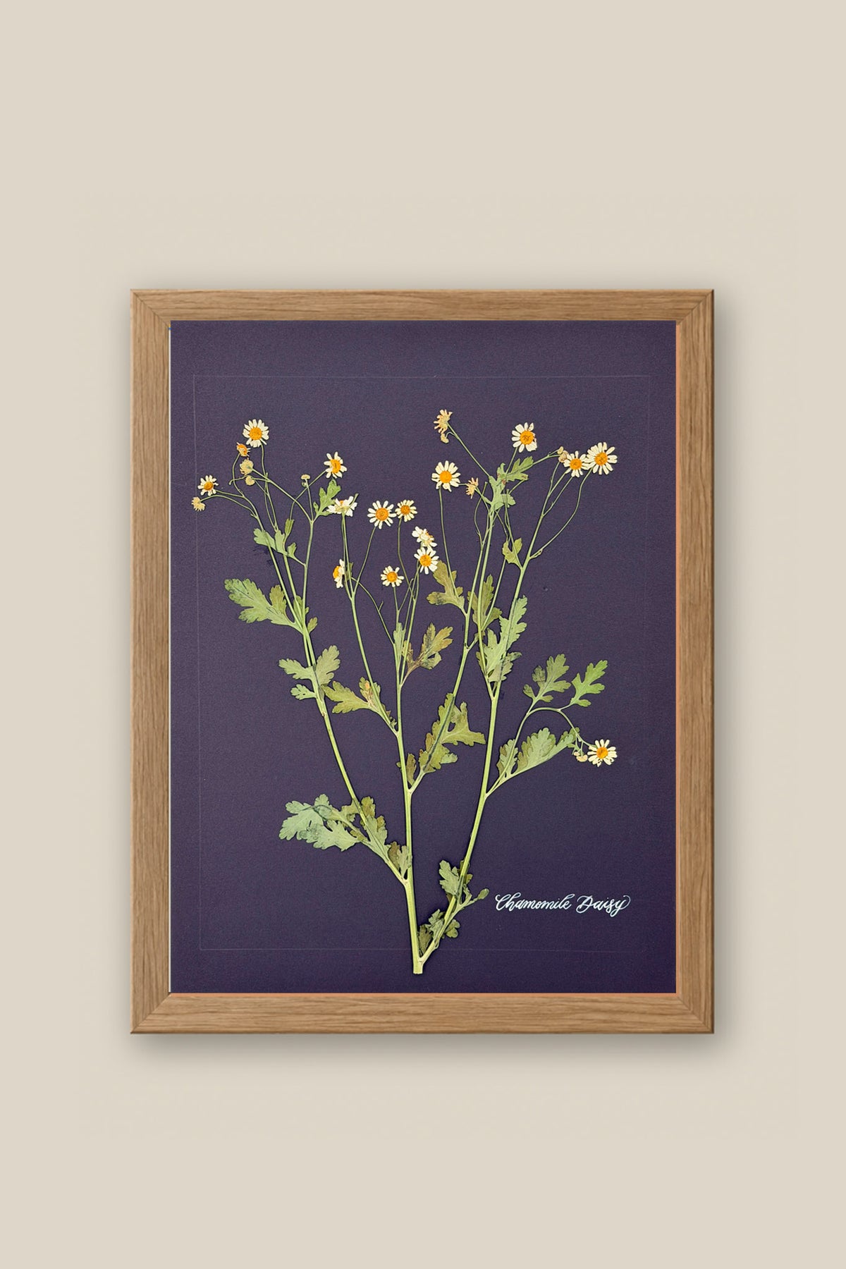 Chamomile Daisy Framed