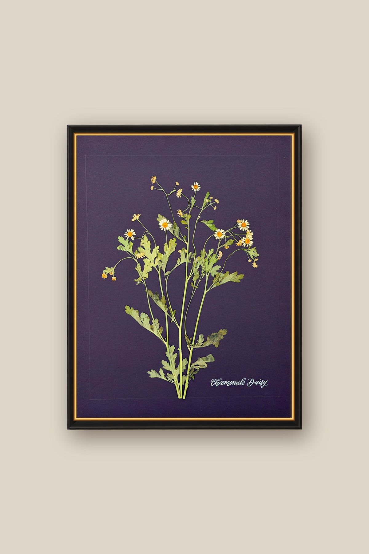 Chamomile Daisy Framed