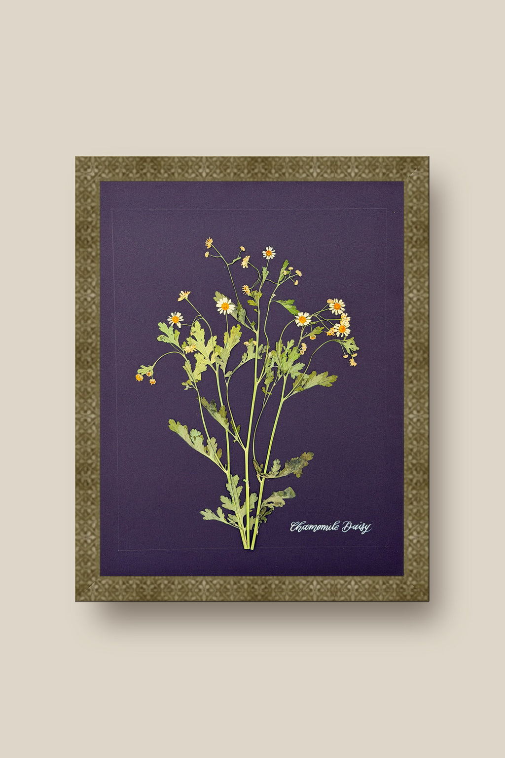 Chamomile Daisy Framed
